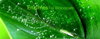 Enzymes Sinh học ứng dụng